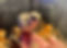 chicks_edited.jpg